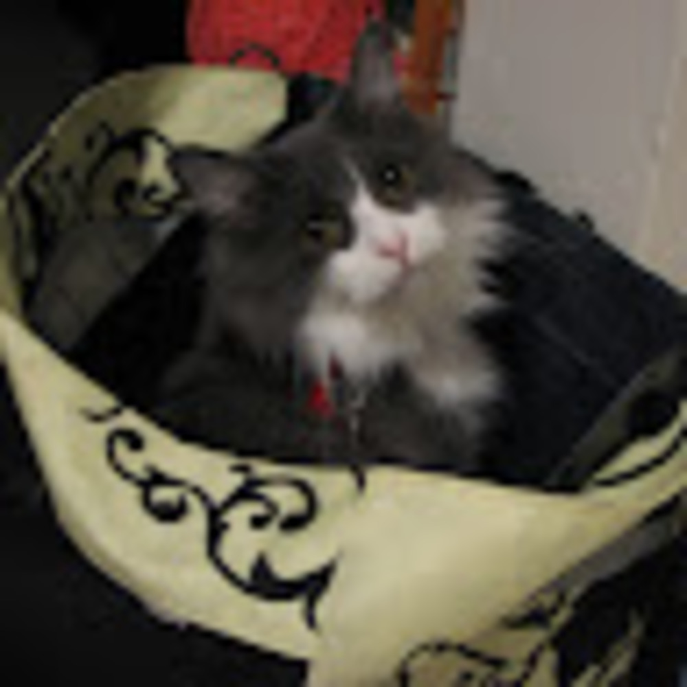 Meet your Posher, Holly